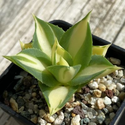 SH38532 Agave isthmensis -Ohi Raijin Yellow-