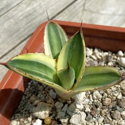 SH38533 Agave lophantha 'Quadricolor'