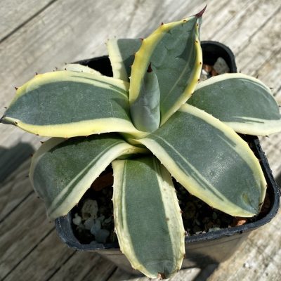 SH38534 Agave patoni f. variegata