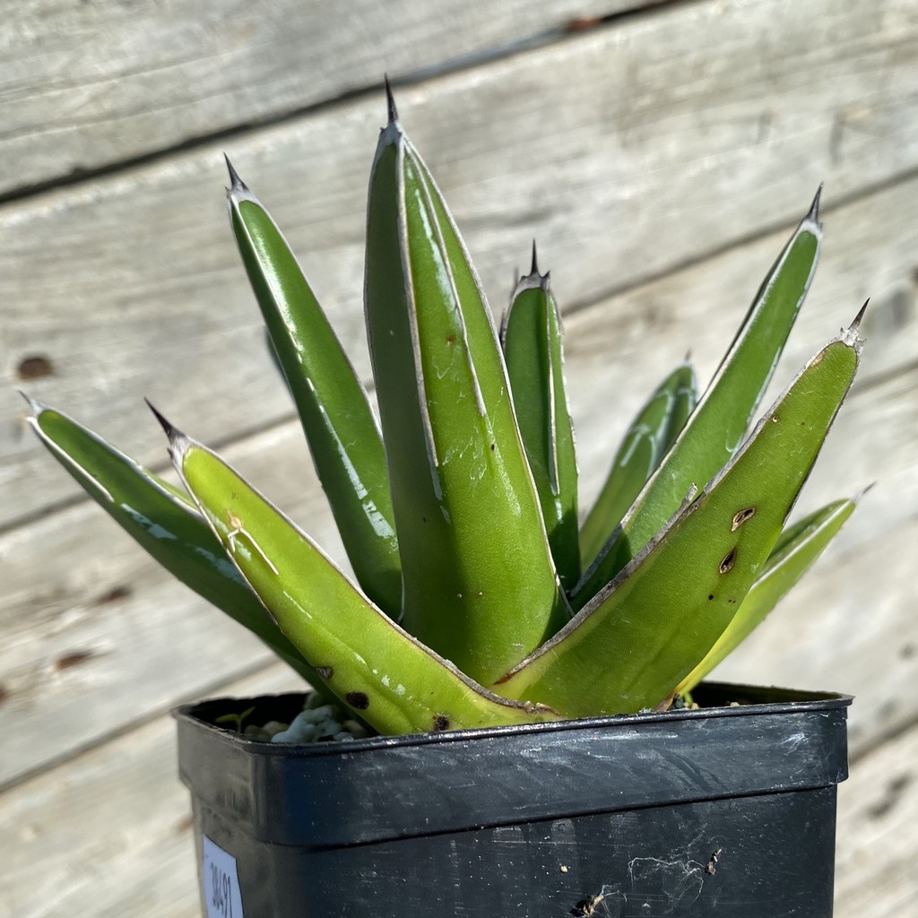 SH38491 Agave victoriae-reginae 'Kazo Bana' - Image 2