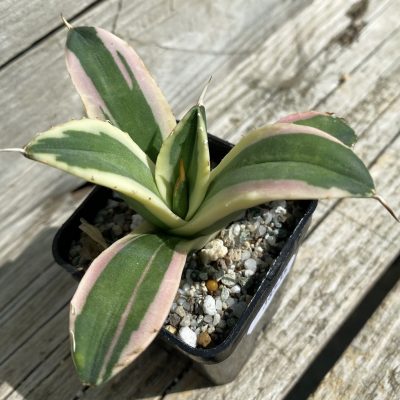 SH38535 Agave titanota ‘Snaggle Tooth’ f. variegata