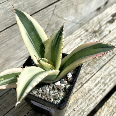 SH38536 Agave titanota ‘Snaggle Tooth’ f. variegata