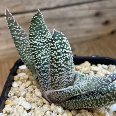 SH38537 Gasteria verrucosa