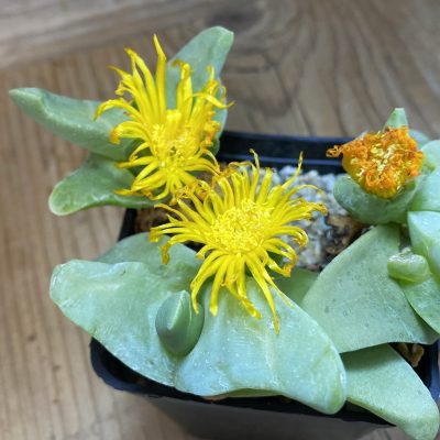 SH38538 Glottiphyllum nelii GM 105, 10 years old