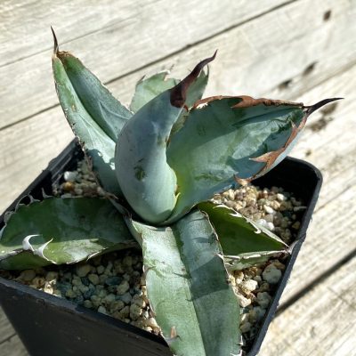 SH38492 Agave titanota 'Black and Blue'
