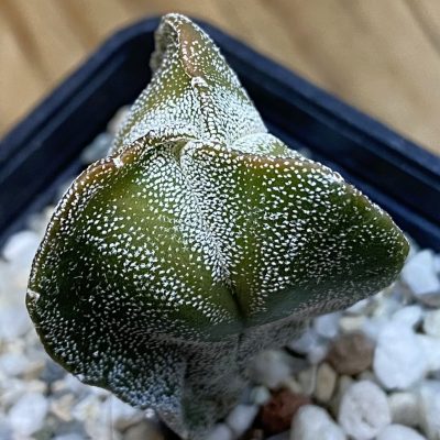 SH38543 Astrophytum myriostigma v. tricostatum