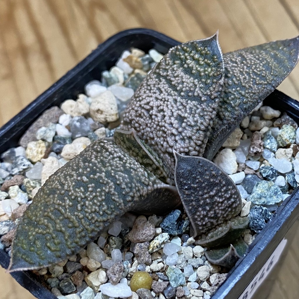 SH38546 Gasteria baylissiana x armstrongii