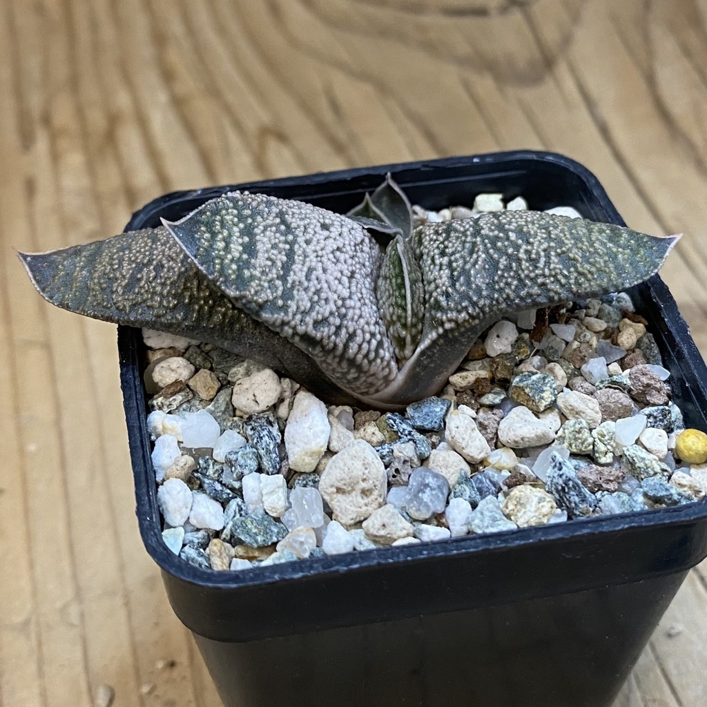 SH38546 Gasteria baylissiana x armstrongii - Image 2