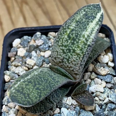 SH38547 Gasteria baylisiana f. variegata hybrid