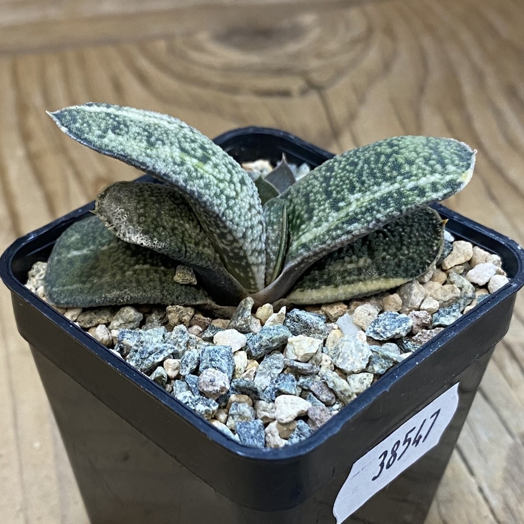 SH38547 Gasteria baylisiana f. variegata hybrid - Image 2