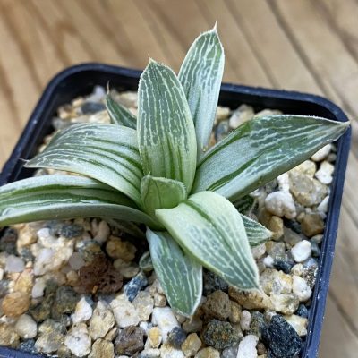SH38548 Haworthia retusa 'Milky Way'
