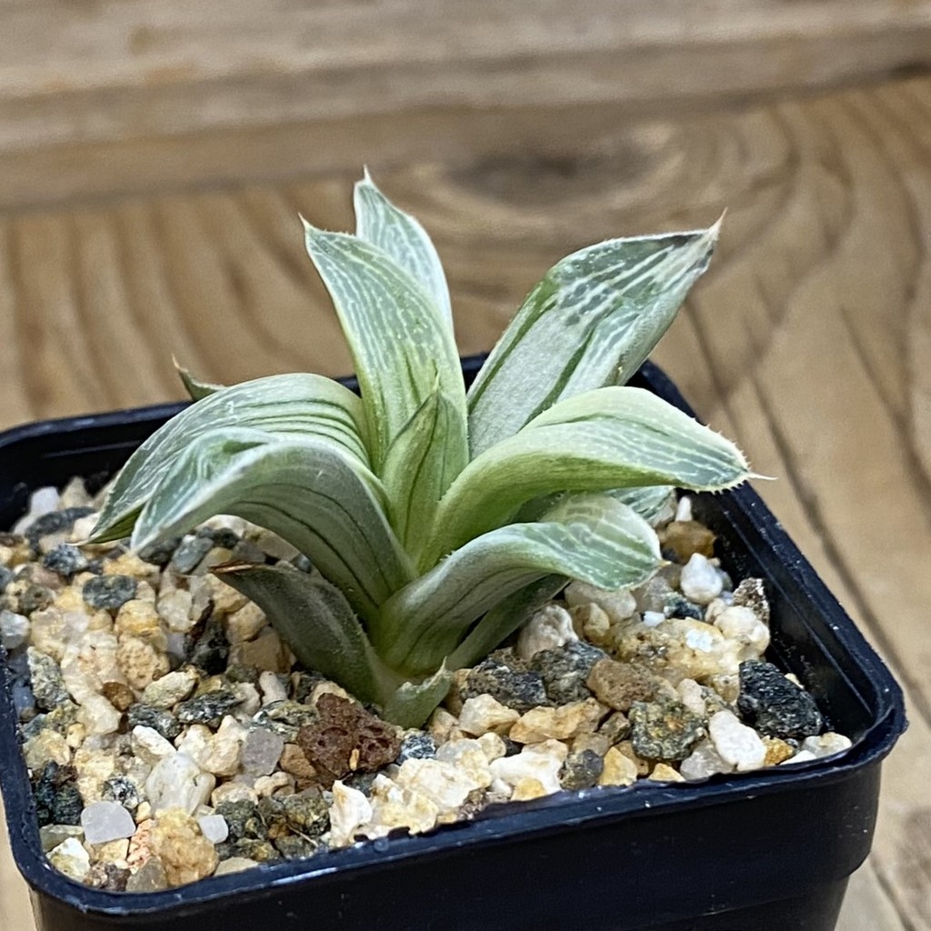 SH38548 Haworthia retusa 'Milky Way' - Image 2