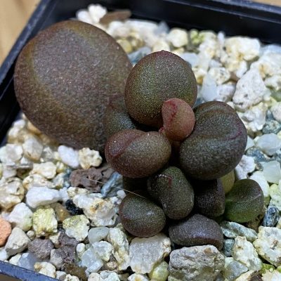 SH38549 Adromischus marianiae 'Little Spheroid'
