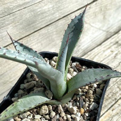SH38487 Agave utahensis hybrid