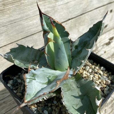 SH38493 Agave titanota 'Black and Blue'