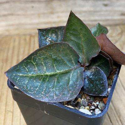 SH38553 Euphorbia francoisii hybrid