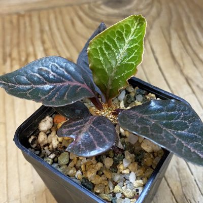 SH38554 Euphorbia francoisii hybrid