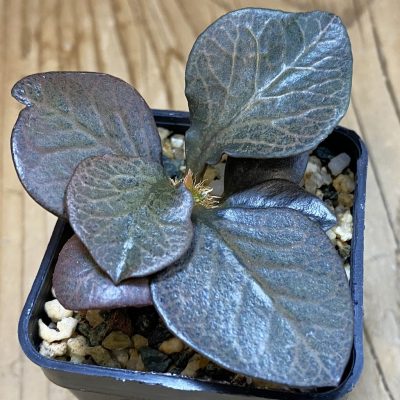 SH38555 Euphorbia francoisii hybrid