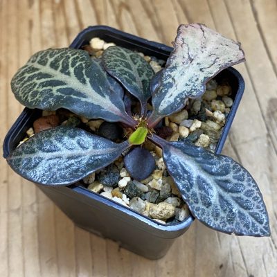 SH38556 Euphorbia francoisii hybrid
