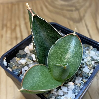 SH38557 Sansevieria ‘Konichiwa’