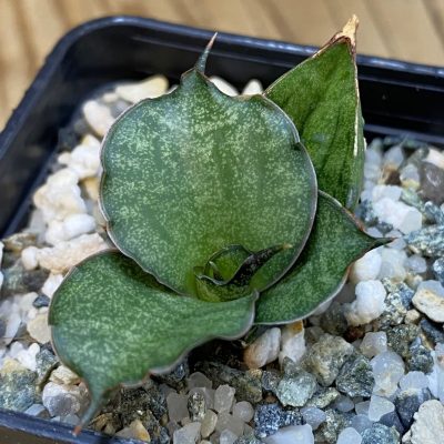 SH38558 Sansevieria ‘Lavender Lady’