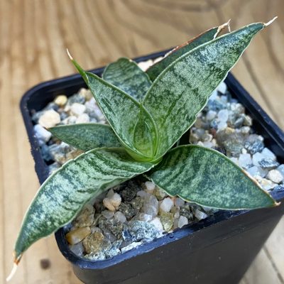 SH38559 Sansevieria ‘Sweet Celery’