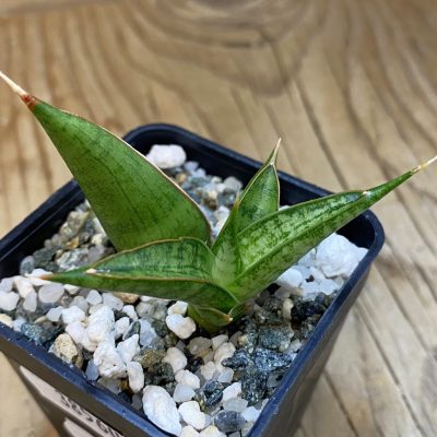 SH38560 Sansevieria ‘Rockman’