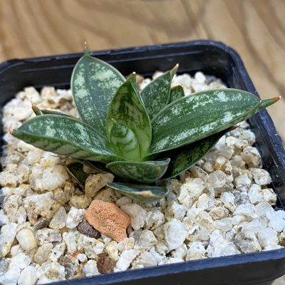 SH38561 Sansevieria ‘Margarita’