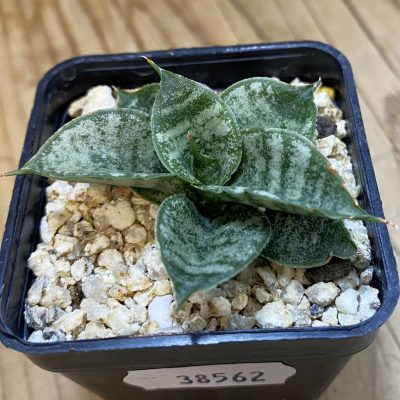 SH38562 Sansevieria ‘Frozen Rose’