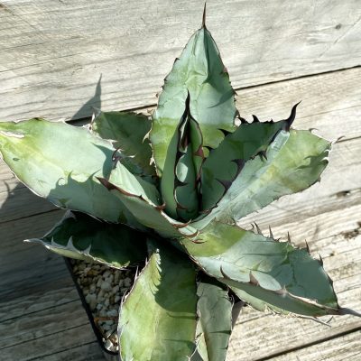 SH38494 Agave titanota 'Black and Blue'