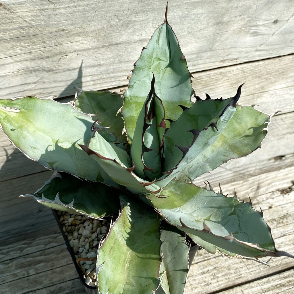 SH38494 Agave titanota 'Black and Blue'