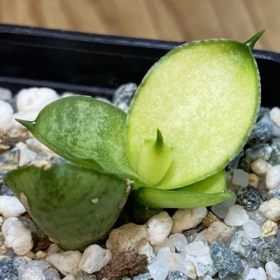 SH38563 Sansevieria ‘Mini Gold’