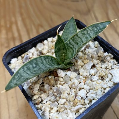 SH38564 Sansevieria ‘Sweet Celery’ hybrid