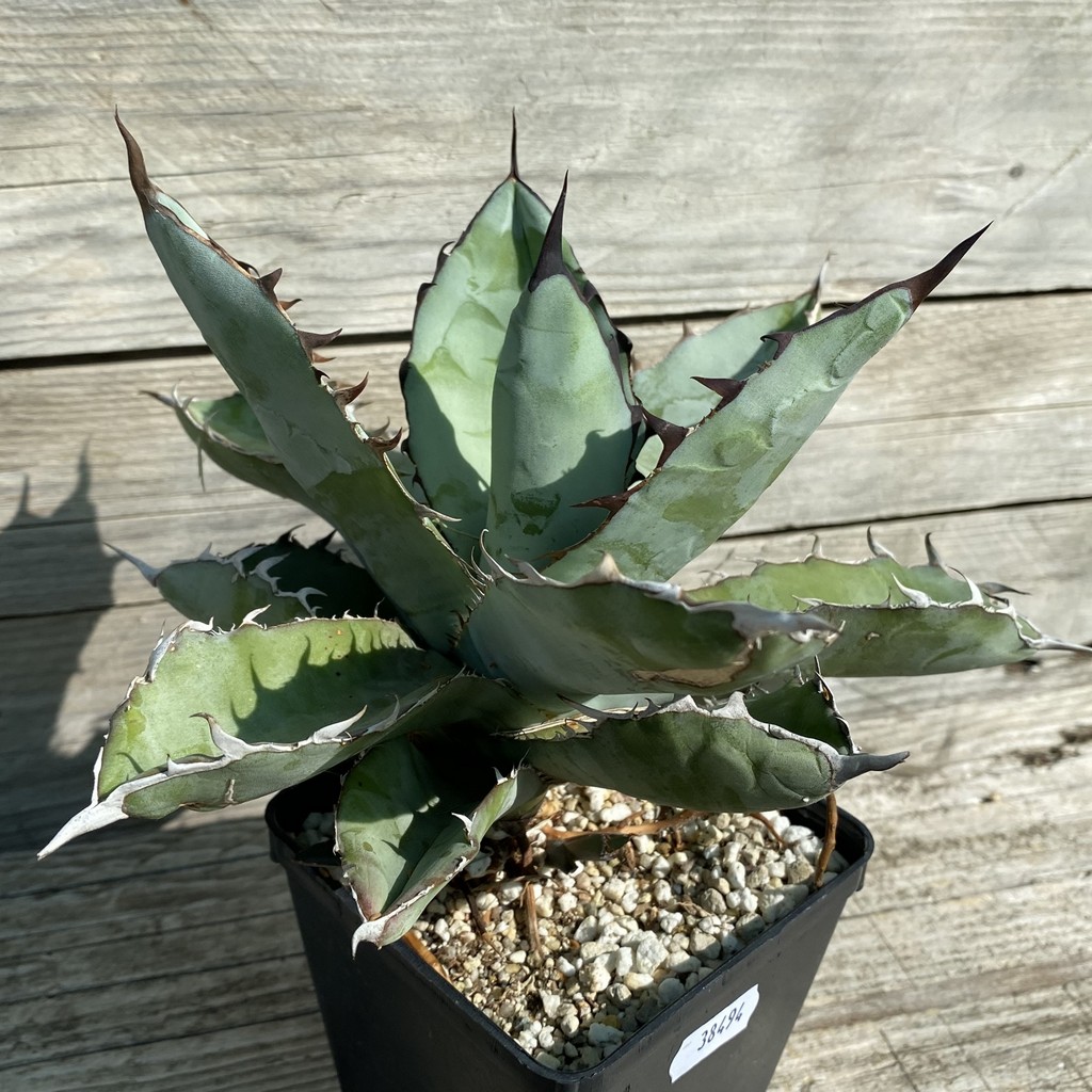 SH38494 Agave titanota 'Black and Blue' - Image 2