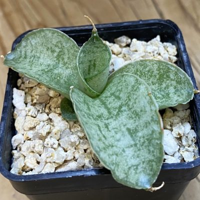 SH38566 Sansevieria ‘Meedee’