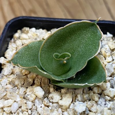 SH38567 Sansevieria ‘Andaman’