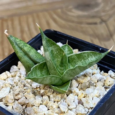 SH38568 Sansevieria ‘Ming Manee’
