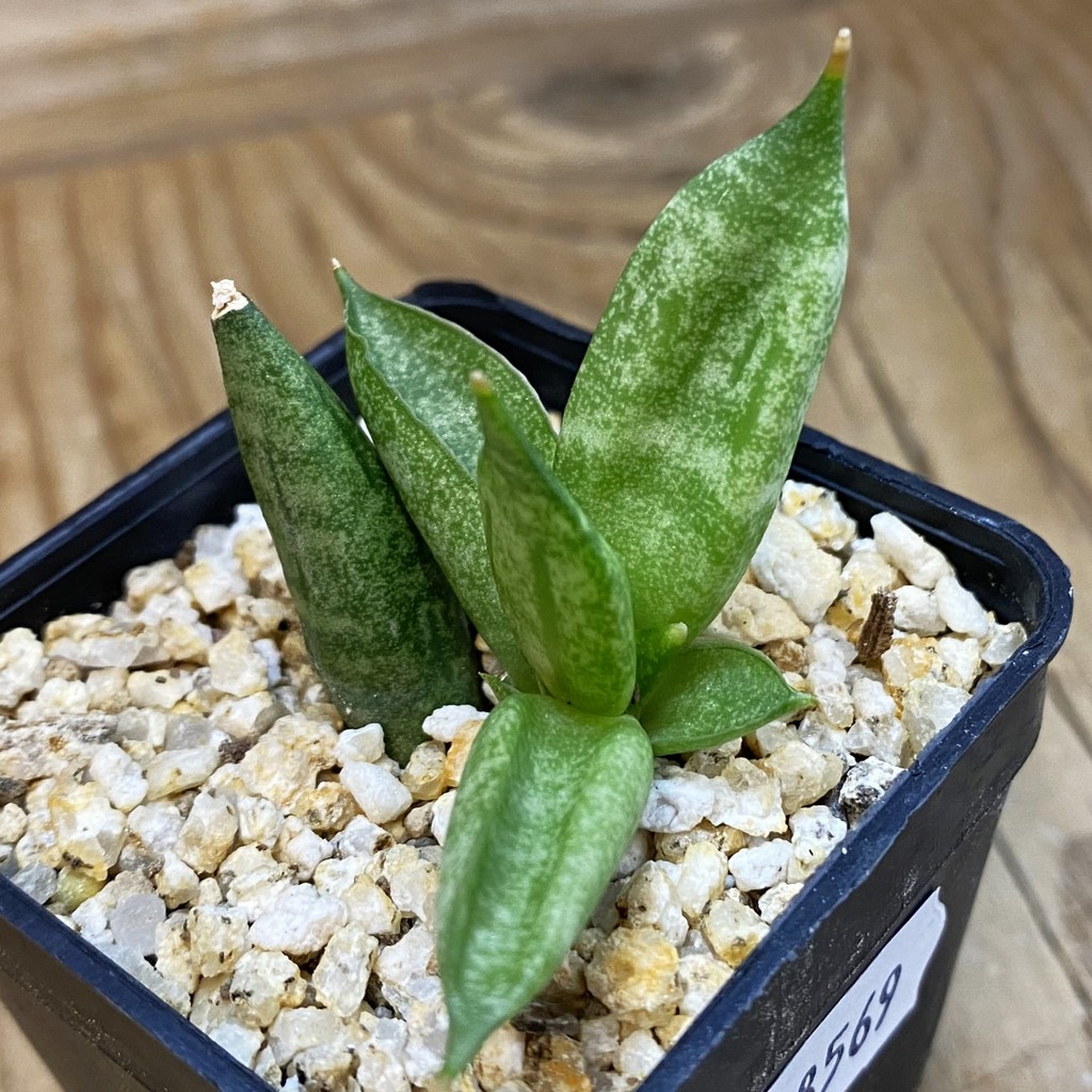 SH38569 Sansevieria ‘Hedgehog’