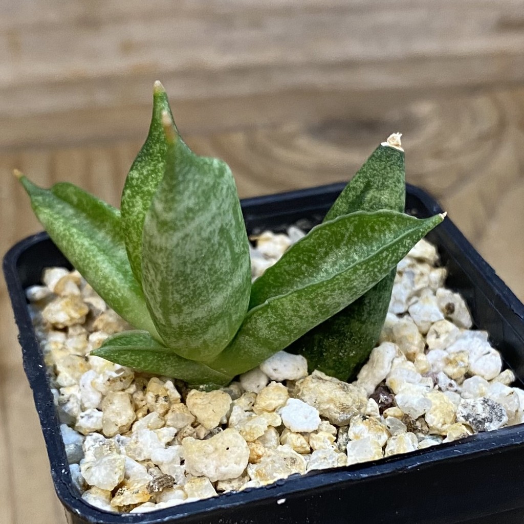 SH38569 Sansevieria ‘Hedgehog’ - Image 2