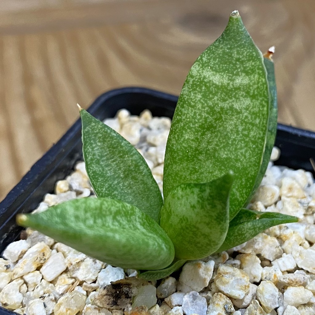 SH38570 Sansevieria ‘Hedgehog’