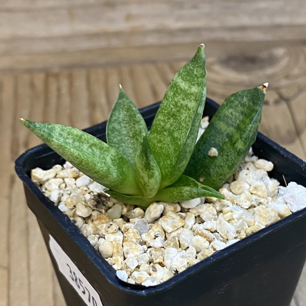 SH38570 Sansevieria ‘Hedgehog’ - Image 2