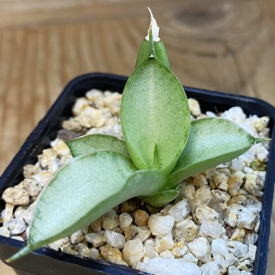 SH38571 Sansevieria ‘Ice Man’