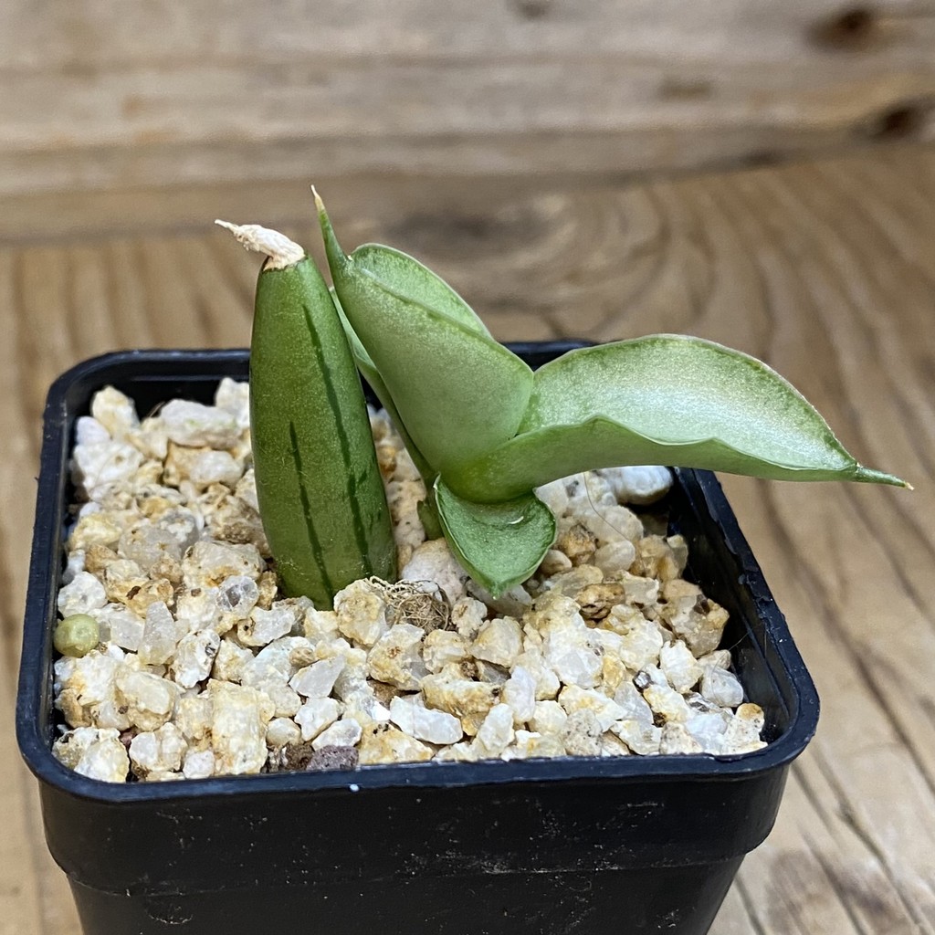 SH38571 Sansevieria ‘Ice Man’ - Image 2
