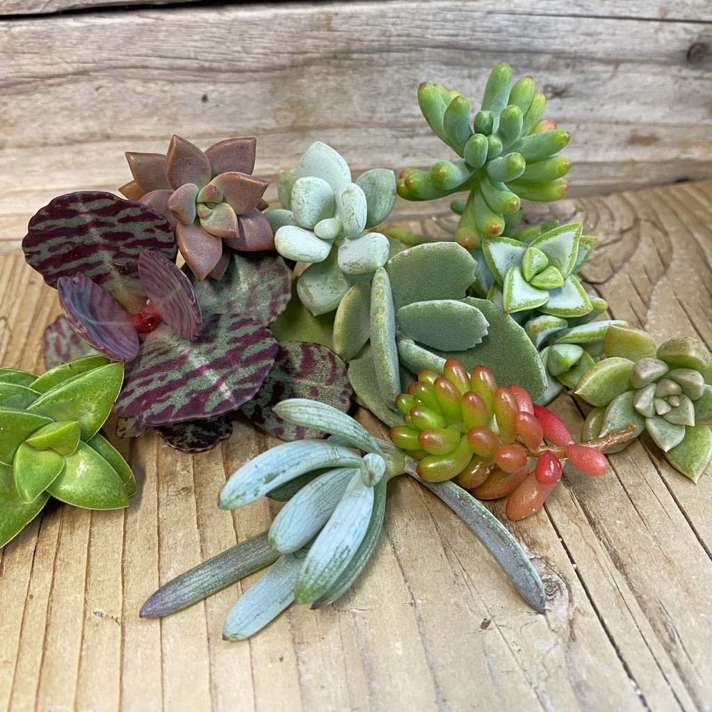 SH38572 Succulents mix, cuted