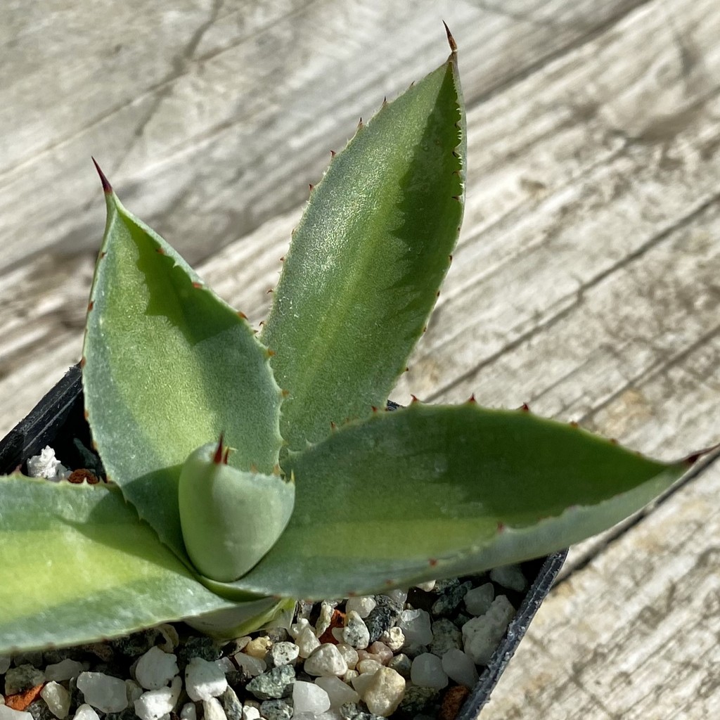 SH38495 Agave potatorum f. variegata - Image 2