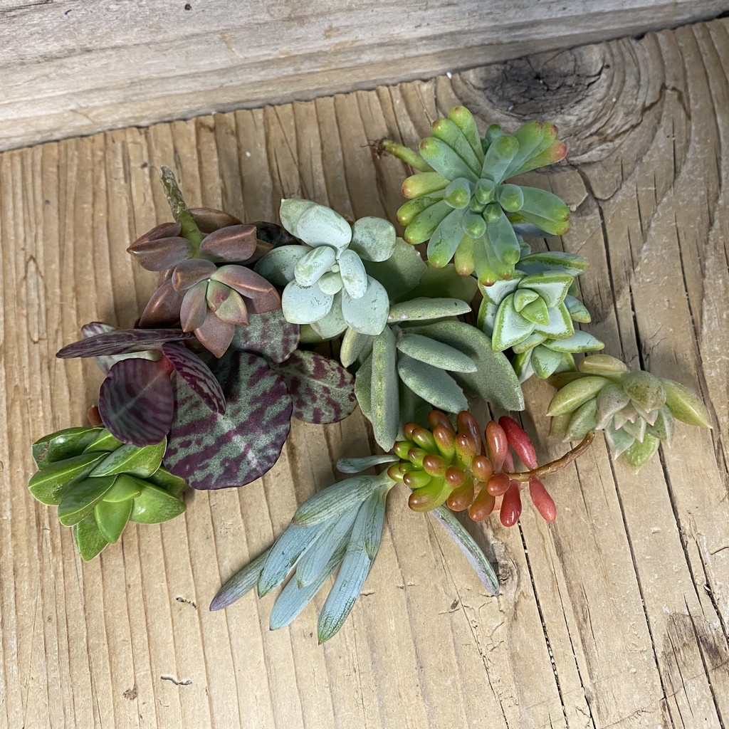 SH38572 Succulents mix, cuted - Image 2