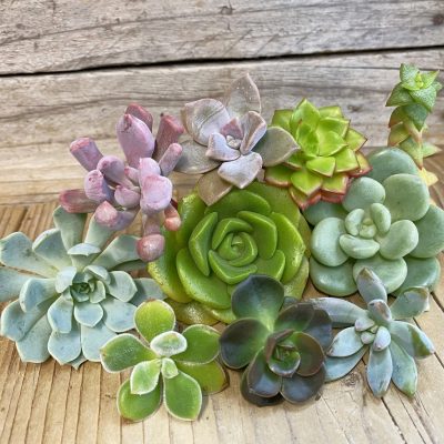 SH38573 Succulents mix, cuted