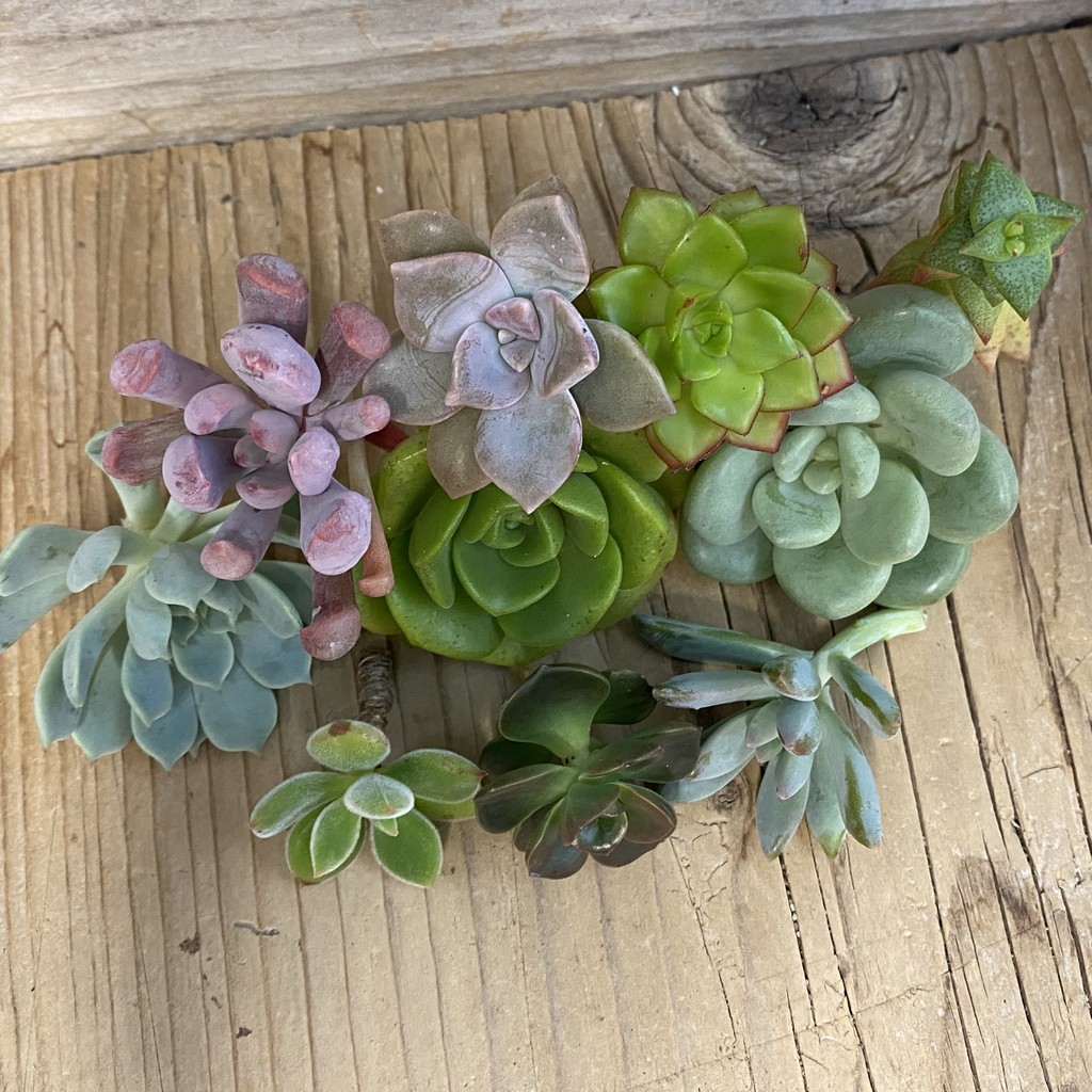 SH38573 Succulents mix, cuted - Image 2