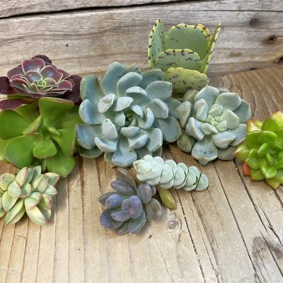 SH38574 Succulents mix, cuted