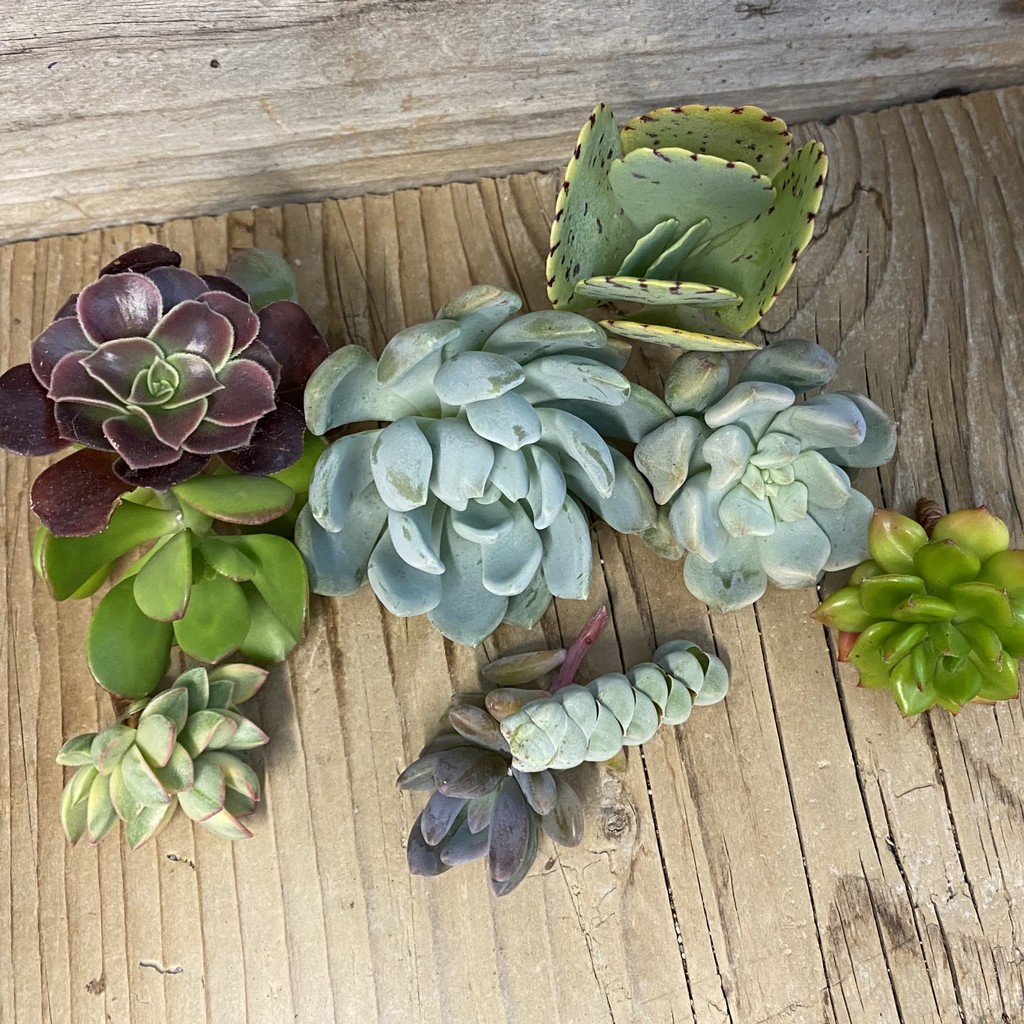 SH38574 Succulents mix, cuted - Image 2